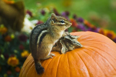 Chipmunk On A Pumpkin 10 18 2012 Wallpapers