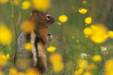 Chipmunk Sitting Up   Free Animals Wallpapers Image With Chipmunks