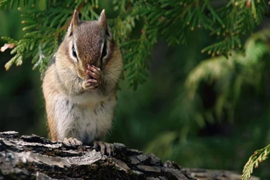 Nice Chipmunk Standing On Wood Wallpapers