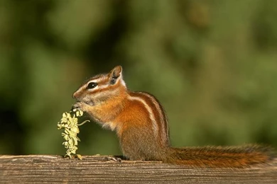 Forest Animals Wallpapers Chipmunk Hd Wallpapers