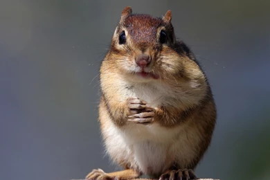 1920x1080 Chipmunk Wallpapers