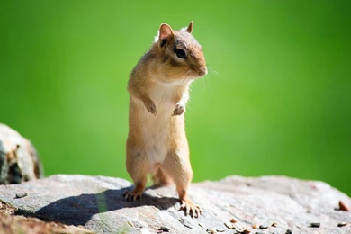 Top Funny Chipmunk Animal Wallpapers