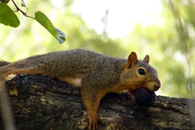 Maritza Craig: Chipmunk Wallpapers