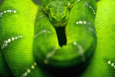 New ipad wallpaper hd 2048×2048 420