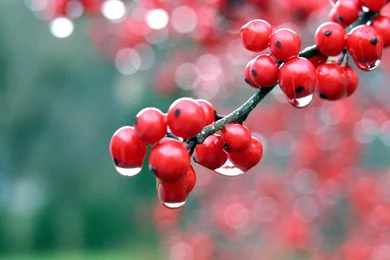 Cherry Fruit On Tree With Water Dots HD Wallpapers
