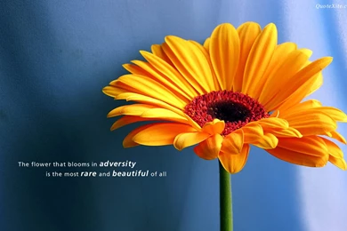 Positive Motivational Quotes Wallpaper. QuotesGram