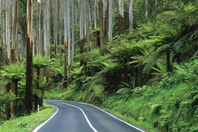 Wallpapers Forest Hd Free Amazing Beautiful 1024x768