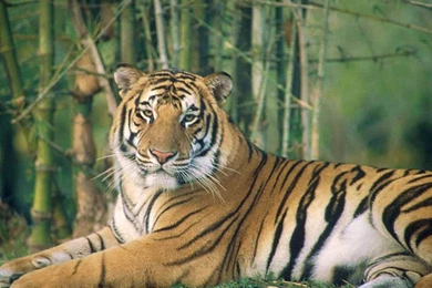 Wallpapers Ugly People