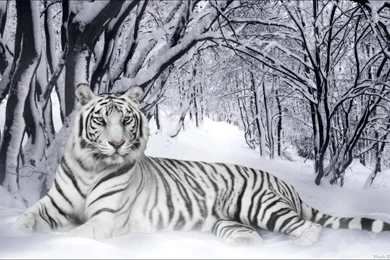 High Resolution Wild Animal White Tiger Wallpapers HD 17 Full Size ...