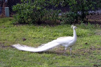 FUNNY UNLIMITED TIME: Rare Unseen White Peacock Pictures  Amazing