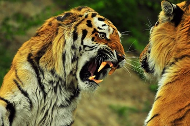 Wild Animals Wallpapers Tiger