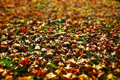 Trees And Leaves Wallpapers