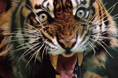 Animal Tiger HD Wallpapers, Desktop Backgrounds, Mobile Wallpapers ...