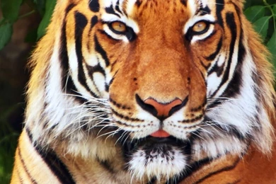 iPhone 6S Plus   Animal/Tiger   Wallpapers ID: 583608