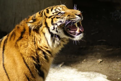 Tiger Computer Wallpapers, Desktop Backgrounds