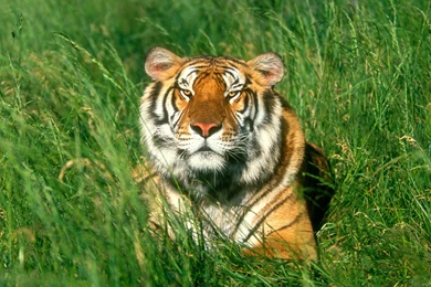 Tiger Part 1   Animal Wallpapers