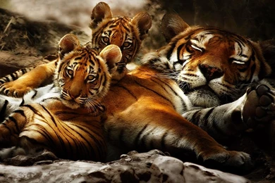 Download Animal Tiger Wallpapers 1280x800