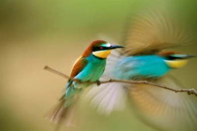 Hummingbird MAC OS X Mountain Lion HD Wallpapers   1920x1200 ...