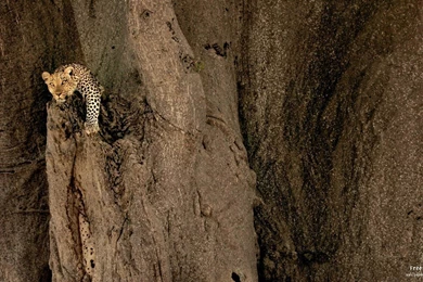 Leopard MAC OS X Mountain Lion HD Wallpapers View