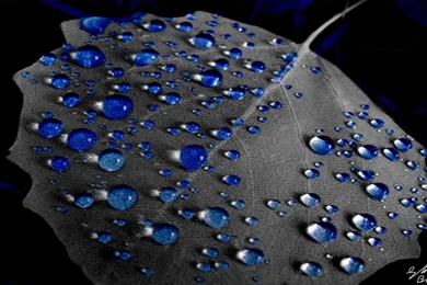 BLUE RAIN DROPS WALLPAPER   (