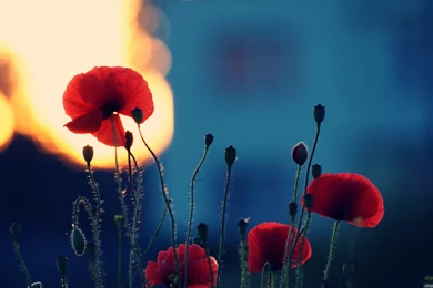 Nature / 1920x1080_Samsung Wallpapers