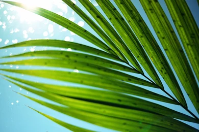 Wallpapers Toshiba Leaves Macro Hd High Quality 1920x1080 ...