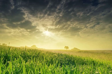 Toshiba Natural Green Wallpapers