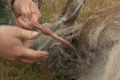 How To Gralloch A Deer
