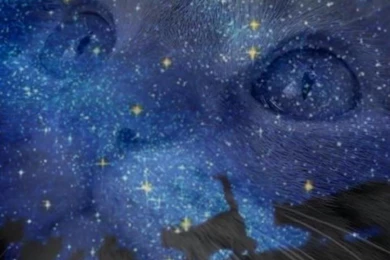 Warrior Cats Wallpapers Starclan