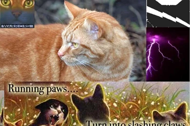 Warrior Cats Wallpapers Desktop   Wallpapers Cave