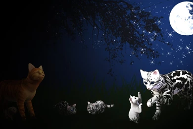 Warrior Cats Wallpapers Wallpapers Zone