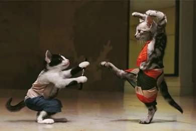 Wallpapers Funny Karate Cats   1600 X 900   Strange Funny Weird ...