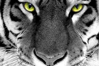 Modern Shotokan Karate, Kickboxing