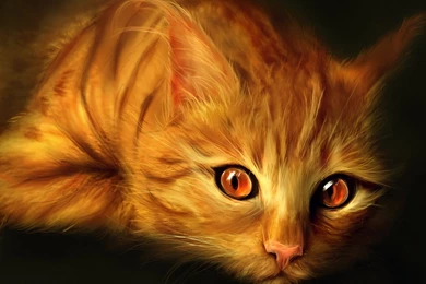 Image   Drawn Wallpapers Red Cat 015011 .jpg   Warrior Cats ...