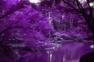 RePin Image: Japanese Garden Wallpapers On Pinterest