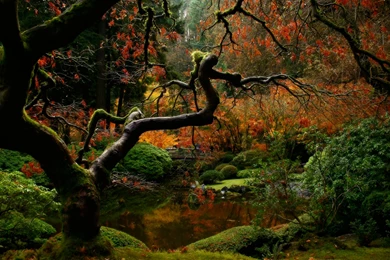 Gardens Wallpaper: Comfortable Spring Japanese Garden Wallpapers On ...