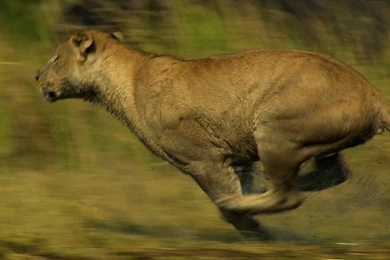 Desktop Lion Running Images