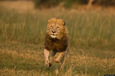 Male Lions Running