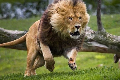 Lion HD Pictures On Pinterest