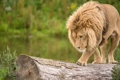 Running Lion Wallpapers