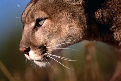 Running Lion Wallpapers