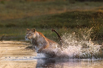Lion Running In Water Full