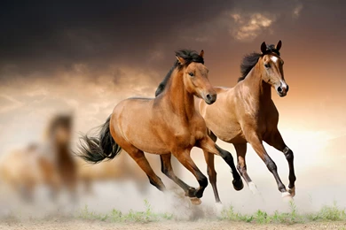 Running Horses HD Wallpapers   IHD Wallpapers