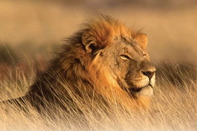 Images Of Lions Running Wallpapers