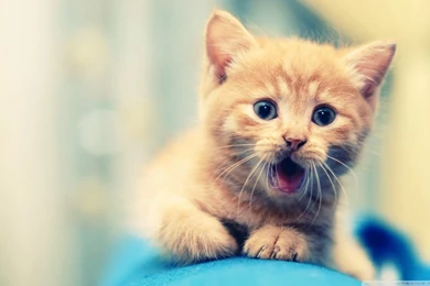 Best HD Wallpapers HD Desktop Wallpapers : High Definition ...