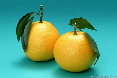 Pear - Cate Wallpapers Free Download Wallpapers,windows Xp ...