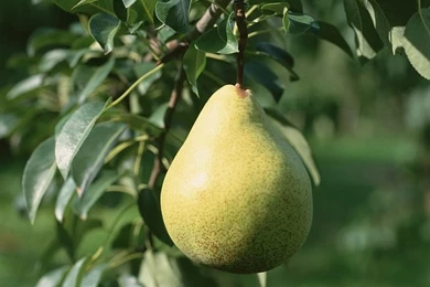 Fresh Pear On Tree, Close Up Photo 8   Wallcoo.net