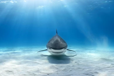 12 Shark Awesome Wallpapers HD
