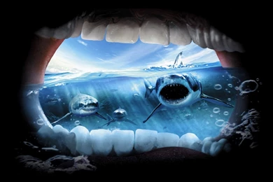 Download Wallpaper: , Teeth, Shark, Photo, Wallpapers For Desktop