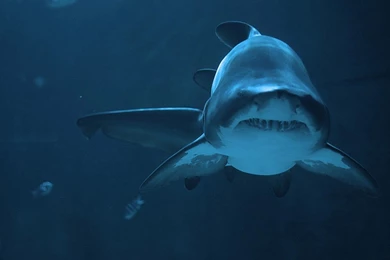 Shark Wallpapers   Android Apps On Google Play